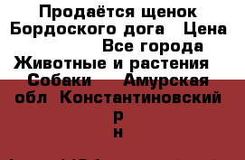 Продаётся щенок Бордоского дога › Цена ­ 37 000 - Все города Животные и растения » Собаки   . Амурская обл.,Константиновский р-н